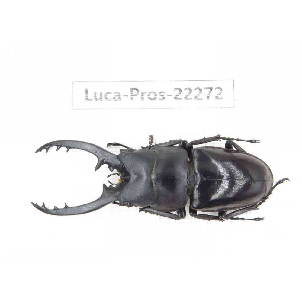 Prosopocoilus sp. China, Guizhou, Qiandongnan, Mt.Leigongshan. 1M. Luca-Pros-22272.