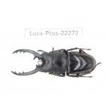 Prosopocoilus sp. China, Guizhou, Qiandongnan, Mt.Leigongshan. 1M. Luca-Pros-22272.