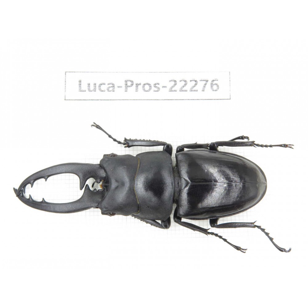 Prosopocoilus sp. China, Guizhou, Qiandongnan, Mt.Leigongshan. 1M. Luca-Pros-22276.