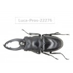 Prosopocoilus sp. China, Guizhou, Qiandongnan, Mt.Leigongshan. 1M. Luca-Pros-22276.