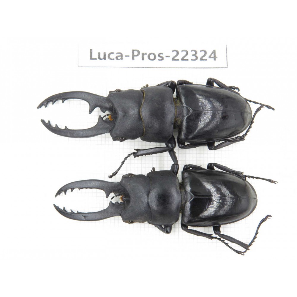 Prosopocoilus sp. China, Guizhou, Qiandongnan, Mt.Leigongshan. 2M. Luca-Pros-22324.