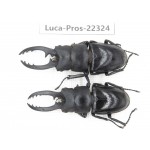 Prosopocoilus sp. China, Guizhou, Qiandongnan, Mt.Leigongshan. 2M. Luca-Pros-22324.