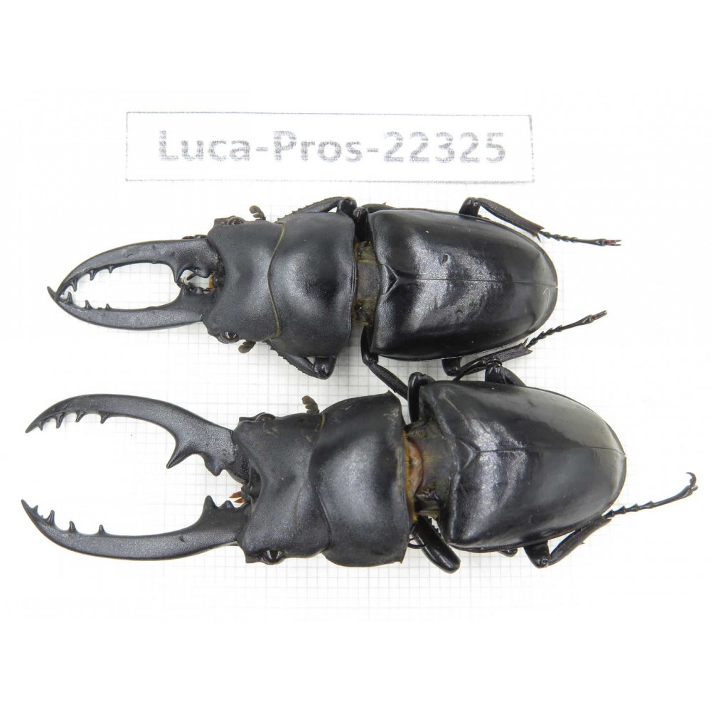 Prosopocoilus sp. China, Guizhou, Qiandongnan, Mt.Leigongshan. 2M. Luca-Pros-22325.