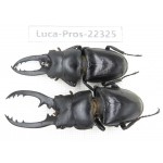 Prosopocoilus sp. China, Guizhou, Qiandongnan, Mt.Leigongshan. 2M. Luca-Pros-22325.