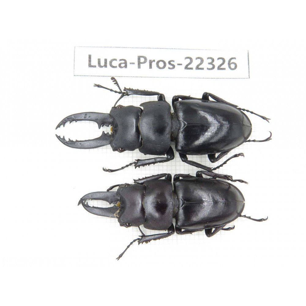 Prosopocoilus sp. China, Guizhou, Qiandongnan, Mt.Leigongshan. 2M. Luca-Pros-22326.