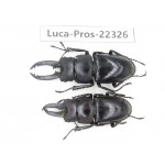 Prosopocoilus sp. China, Guizhou, Qiandongnan, Mt.Leigongshan. 2M. Luca-Pros-22326.