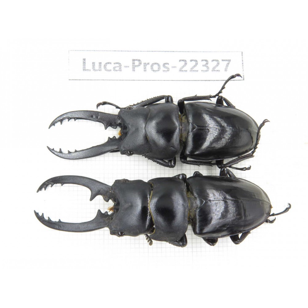 Prosopocoilus sp. China, Guizhou, Qiandongnan, Mt.Leigongshan. 2M. Luca-Pros-22327.