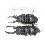 Prosopocoilus sp. China, Guizhou, Qiandongnan, Mt.Leigongshan. 2M. Luca-Pros-22327.