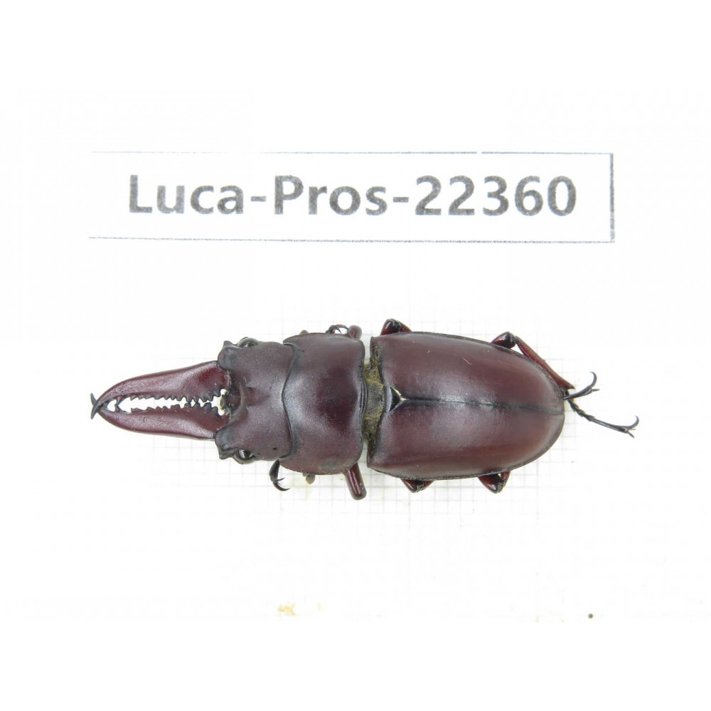 Prosopocoilus sp. Myanmar, Kechin area, Nanse. 1M. Luca-Pros-22360.