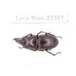 Prosopocoilus sp. Myanmar, Kechin area, Nanse. 1M. Luca-Pros-22361.