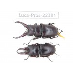 Prosopocoilus sp. China, Yunnan, Nujiang, Fugong county. 2M. Luca-Pros-22381.