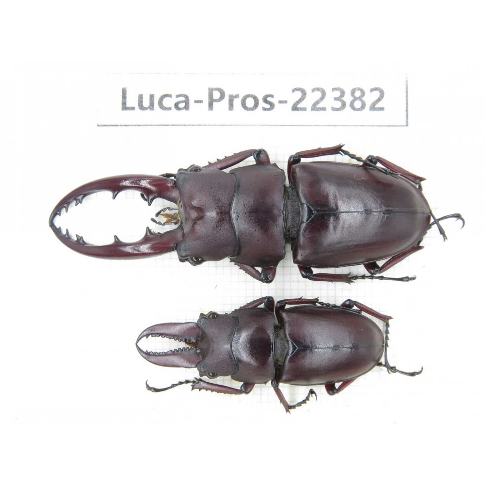 Prosopocoilus sp. China, Yunnan, Nujiang, Fugong county. 2M. Luca-Pros-22382.