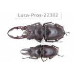 Prosopocoilus sp. China, Yunnan, Nujiang, Fugong county. 2M. Luca-Pros-22382.