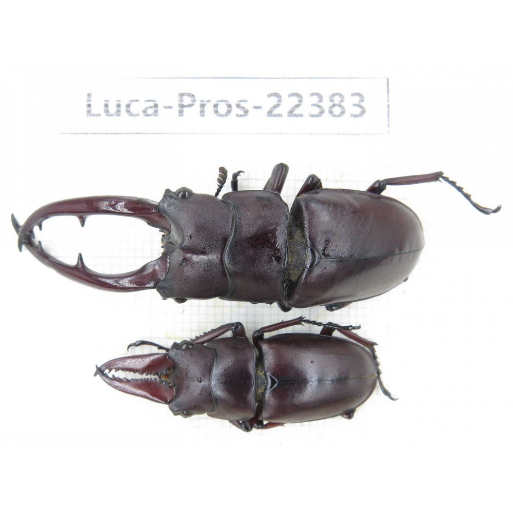Prosopocoilus sp. China, Yunnan, Nujiang, Fugong county. 2M. Luca-Pros-22383.