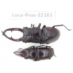 Prosopocoilus sp. China, Yunnan, Nujiang, Fugong county. 2M. Luca-Pros-22383.
