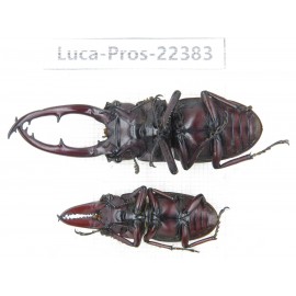 Prosopocoilus sp. China, Yunnan, Nujiang, Fugong county. 2M. Luca-Pros-22383.