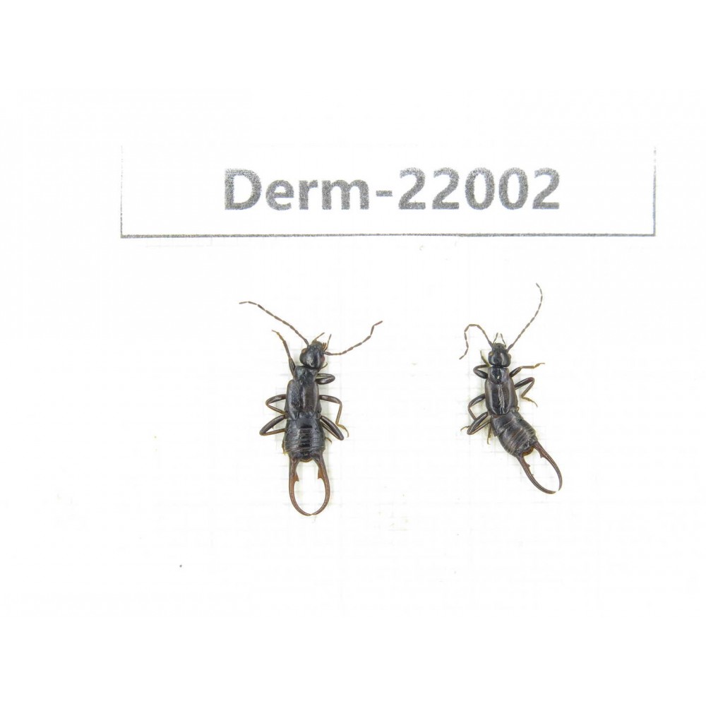 Dermaptera sp. China, Yunnan, Xiangerila, Mt.Daxueshan. 2Pcs. Derm-22002.