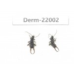 Dermaptera sp. China, Yunnan, Xiangerila, Mt.Daxueshan. 2Pcs. Derm-22002.