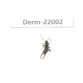 Dermaptera sp. China, Yunnan, Xiangerila, Mt.Daxueshan. 2Pcs. Derm-22002.