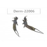 Dermaptera sp. China, Yunnan, Nujiang, Gongshan county. 2Pcs. Derm-22006.