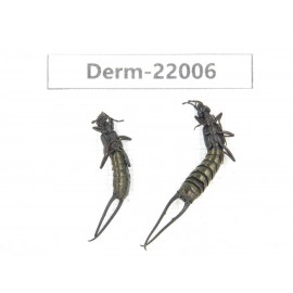 Dermaptera sp. China, Yunnan, Nujiang, Gongshan county. 2Pcs. Derm-22006.
