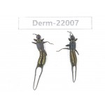 Dermaptera sp. China, Yunnan, Nujiang, Gongshan county. 2Pcs. Derm-22007.