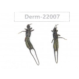 Dermaptera sp. China, Yunnan, Nujiang, Gongshan county. 2Pcs. Derm-22007.