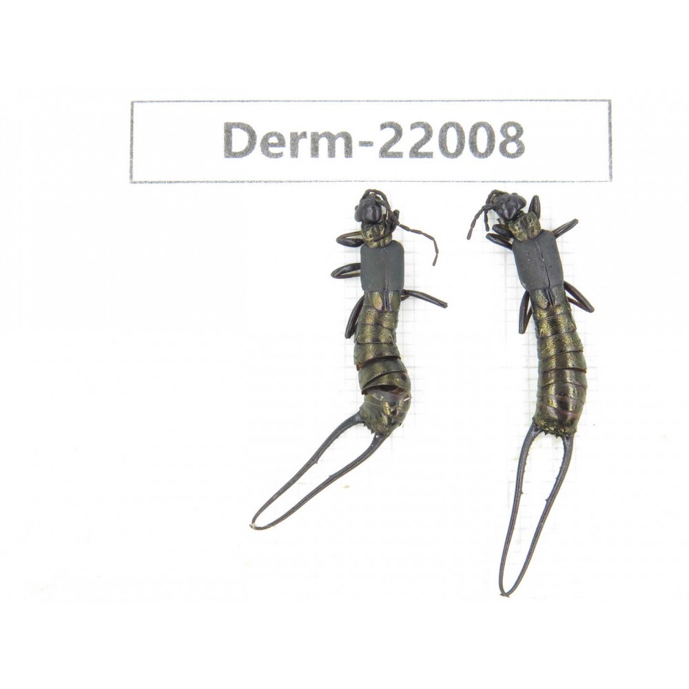 Dermaptera sp. China, Yunnan, Nujiang, Gongshan county. 2Pcs. Derm-22008.