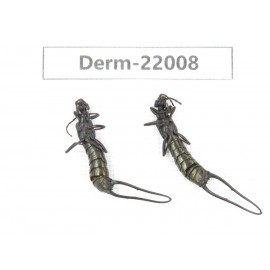 Dermaptera sp. China, Yunnan, Nujiang, Gongshan county. 2Pcs. Derm-22008.