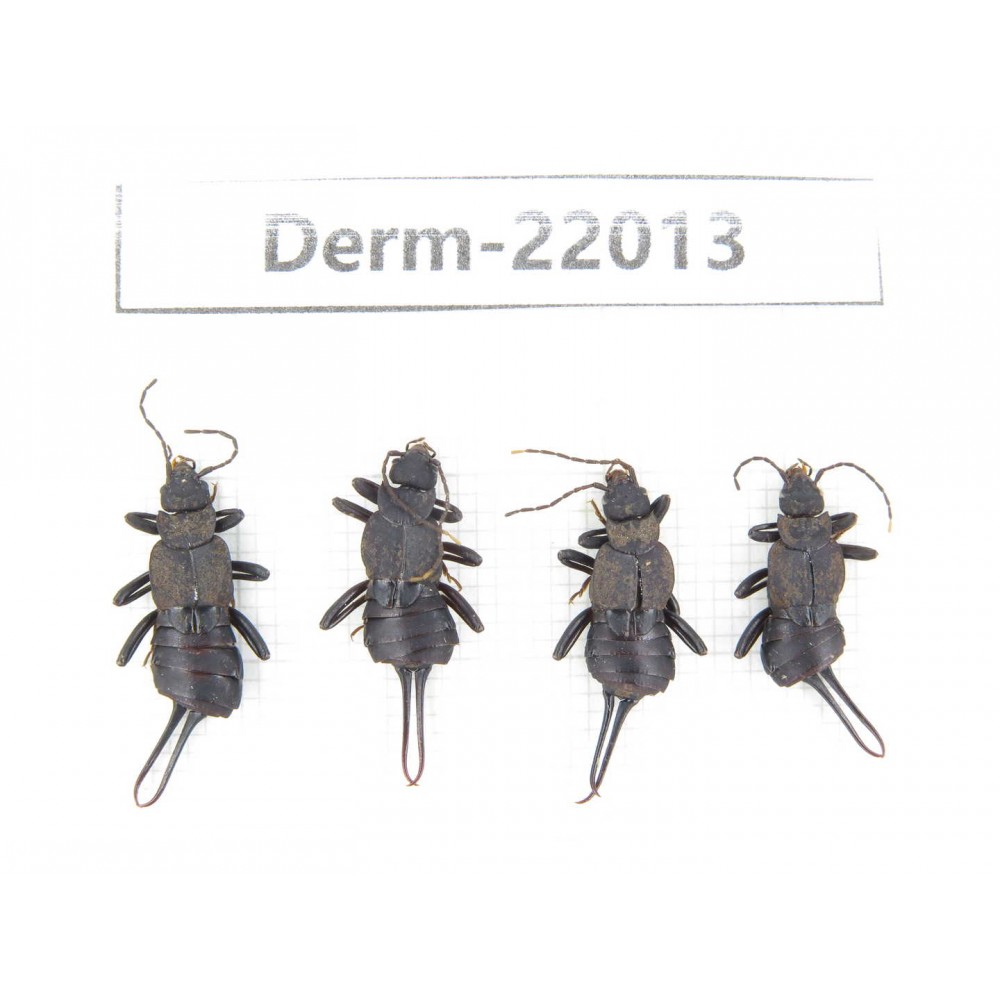 Dermaptera sp. China, Tibet, Linzhi, Bomi county. 4Pcs. Derm-22013.