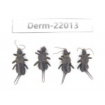 Dermaptera sp. China, Tibet, Linzhi, Bomi county. 4Pcs. Derm-22013.