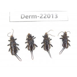 Dermaptera sp. China, Tibet, Linzhi, Bomi county. 4Pcs. Derm-22013.