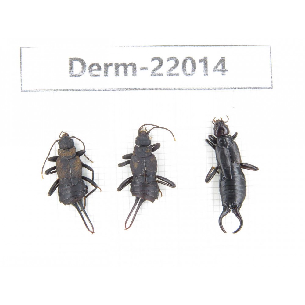 Dermaptera sp. China, Tibet, Linzhi, Bomi county. 3Pcs. Derm-22014.