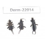 Dermaptera sp. China, Tibet, Linzhi, Bomi county. 3Pcs. Derm-22014.