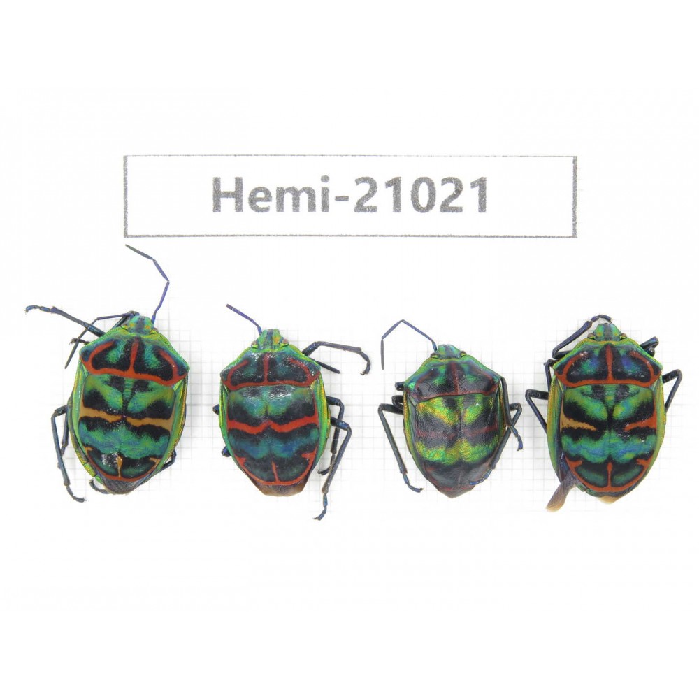 Hemiptera sp. China, Yunnan, Dali, N of Mt.Cangshan. 4Pcs. Hemi-21021.
