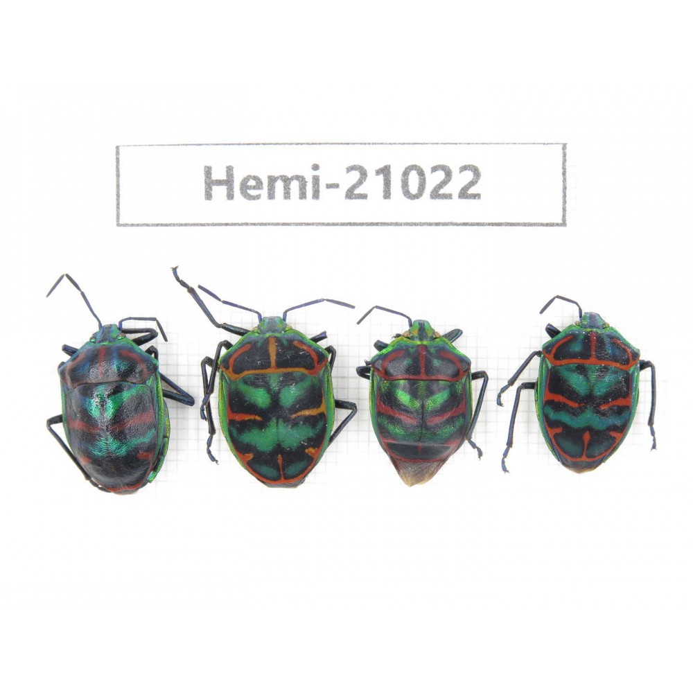 Hemiptera sp. China, Yunnan, Dali, N of Mt.Cangshan. 4Pcs. Hemi-21022.