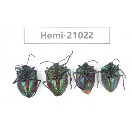 Hemiptera sp. China, Yunnan, Dali, N of Mt.Cangshan. 4Pcs. Hemi-21022.