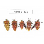 Hemiptera sp. China, Guangxi, Hezhou. 5Pcs. Hemi-21135.
