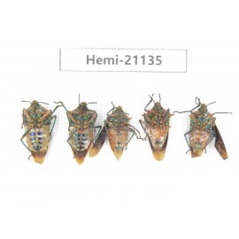 Hemiptera sp. China, Guangxi, Hezhou. 5Pcs. Hemi-21135.
