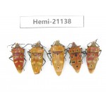 Hemiptera sp. China, Guangxi, Hezhou. 5Pcs. Hemi-21138.