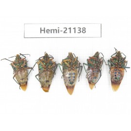 Hemiptera sp. China, Guangxi, Hezhou. 5Pcs. Hemi-21138.