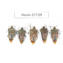 Hemiptera sp. China, Guangxi, Hezhou. 5Pcs. Hemi-21139.