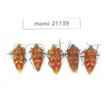 Hemiptera sp. China, Guangxi, Hezhou. 5Pcs. Hemi-21139.