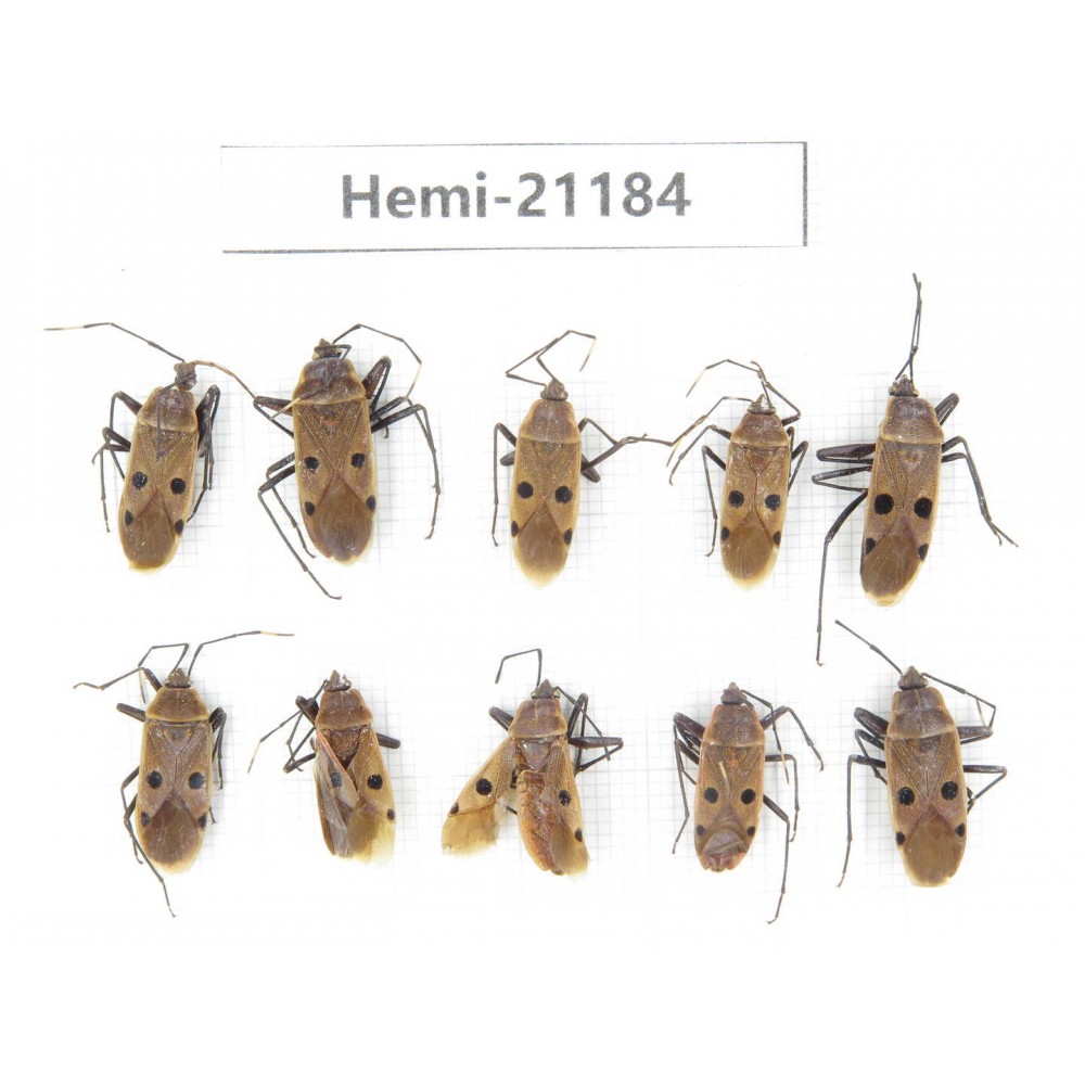 Hemiptera sp. China, Tibet, Linzhi area, Linzhi town. 10Pcs. Hemi-21184.