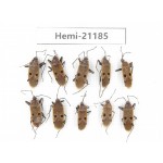 Hemiptera sp. China, Tibet, Linzhi area, Linzhi town. 10Pcs. Hemi-21185.