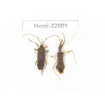 Hemiptera sp. China, Tibet, Linzhi, Bomi county. 2Pcs. Hemi-22001.