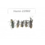 Hemiptera sp. China, Tibet, Linzhi, Bomi county. 5Pcs. Hemi-22002.