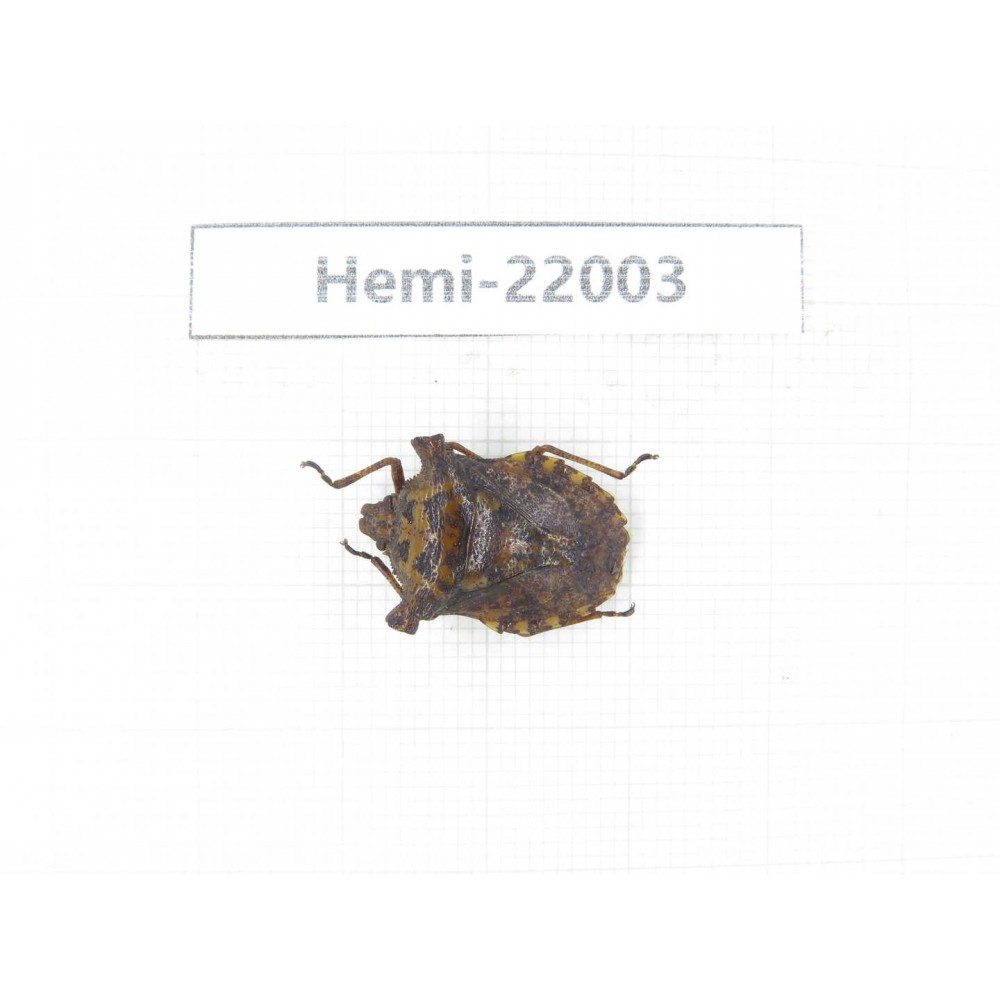 Hemiptera sp. China, Tibet, Linzhi, Bomi county. 1Pcs. Hemi-22003.