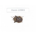 Hemiptera sp. China, Tibet, Linzhi, Bomi county. 1Pcs. Hemi-22003.