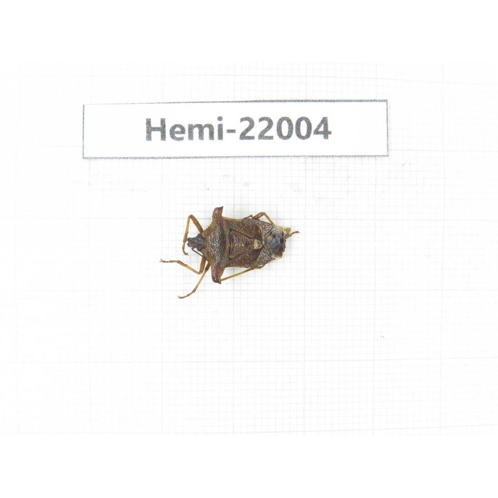 Hemiptera sp. China, Tibet, Linzhi, Bomi county. 1Pcs. Hemi-22004.